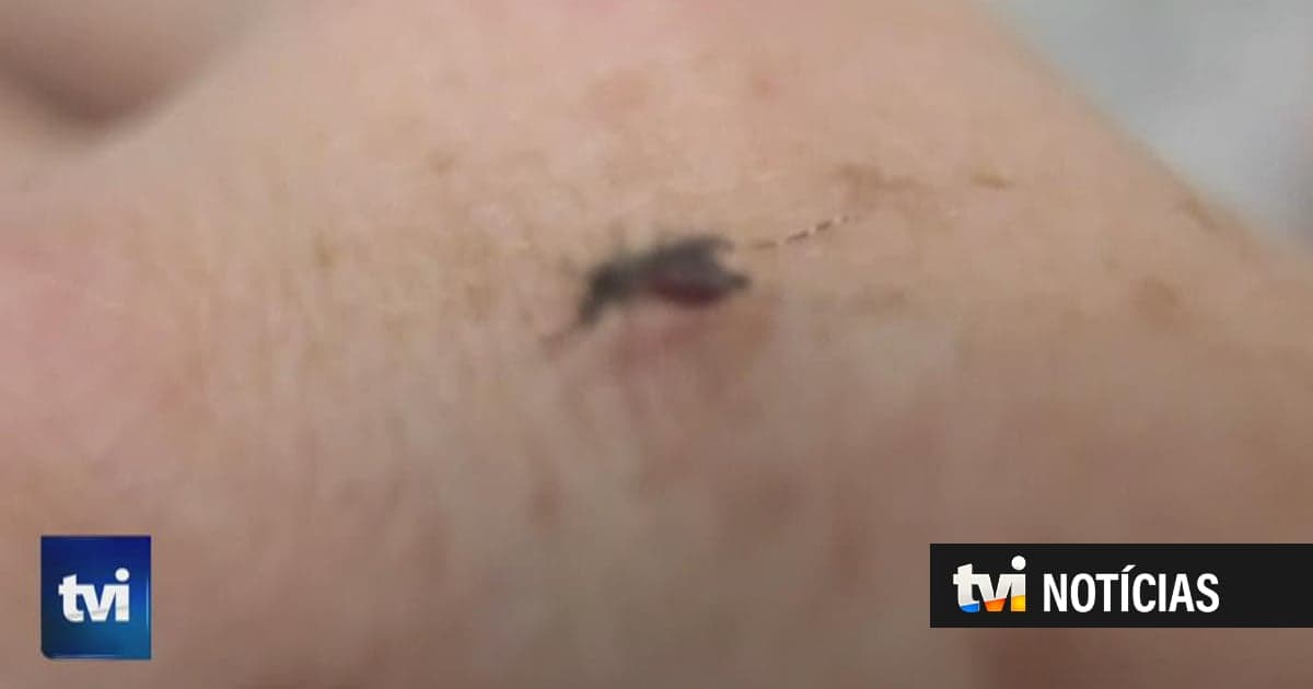 Dengue and yellow fever mosquito is present in 28 Portuguese municipalities