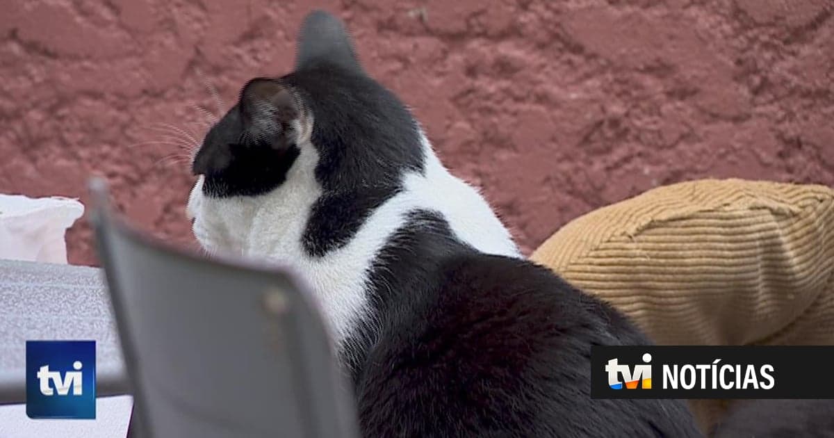 Porto dos Gatos. This cat-filled café tries to reverse a worrying trend in Portugal