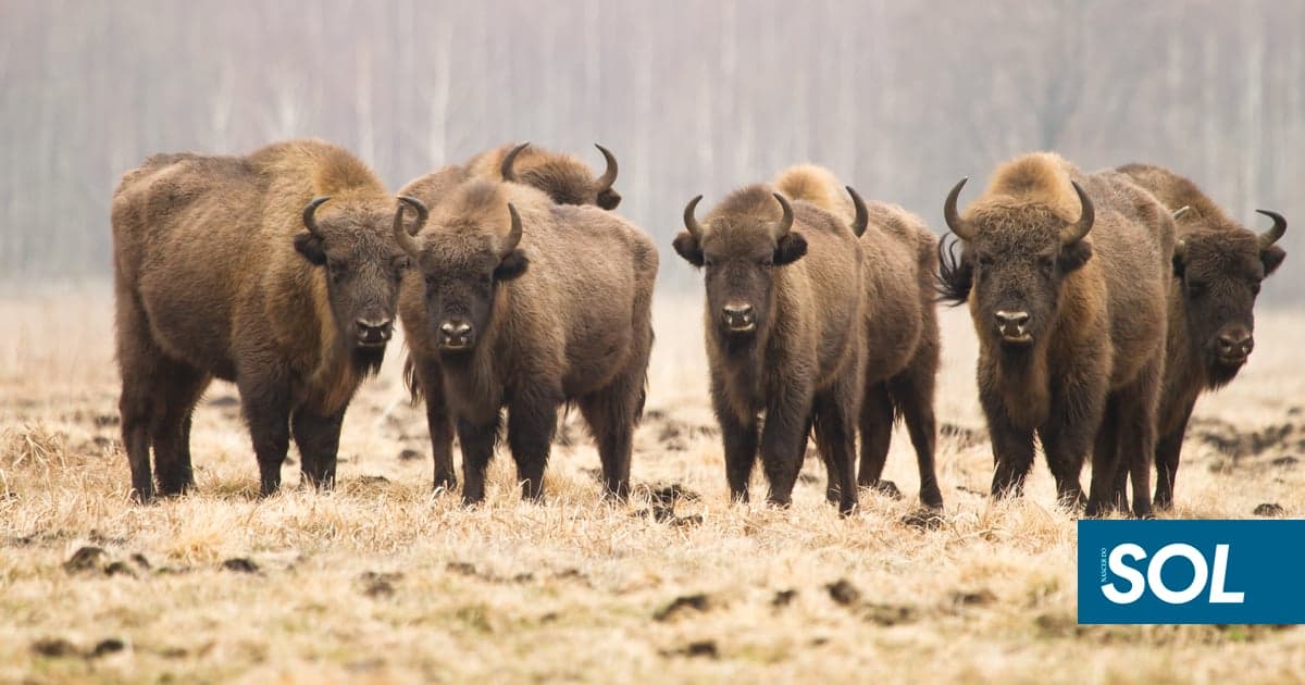Bison introduced in Spain to curb wildfires. Does the idea make sense for Portugal?