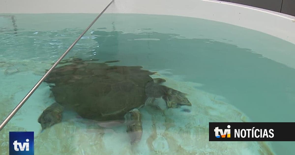 22 years later, Molly will swim in an ocean again: the story of the turtle that Portugal will return to the sea