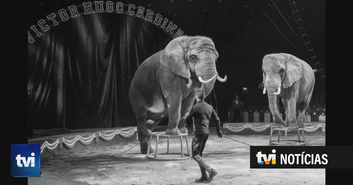 Portugal to become home to many elephants: the first sanctuary for these animals in Europe is now open