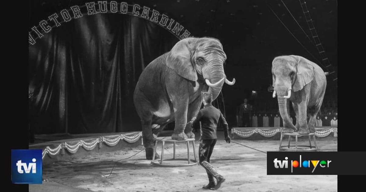 Portugal to become home to many elephants: the first sanctuary for these animals in Europe is now open