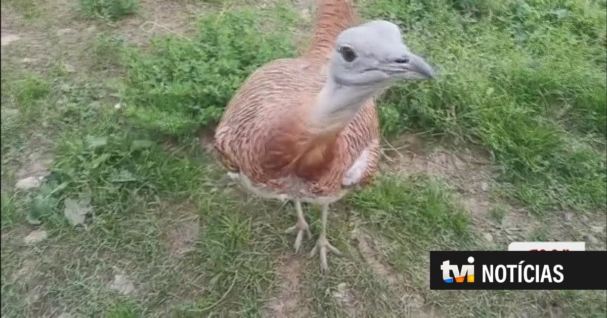 The great bustard is the heaviest bird flying over the skies of Portugal.