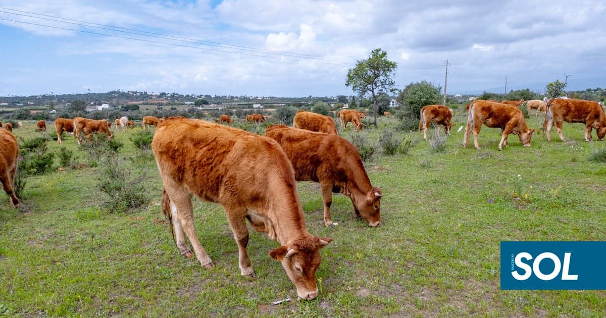 Health Authority Deems Shamonda Virus Risk to Humans Low