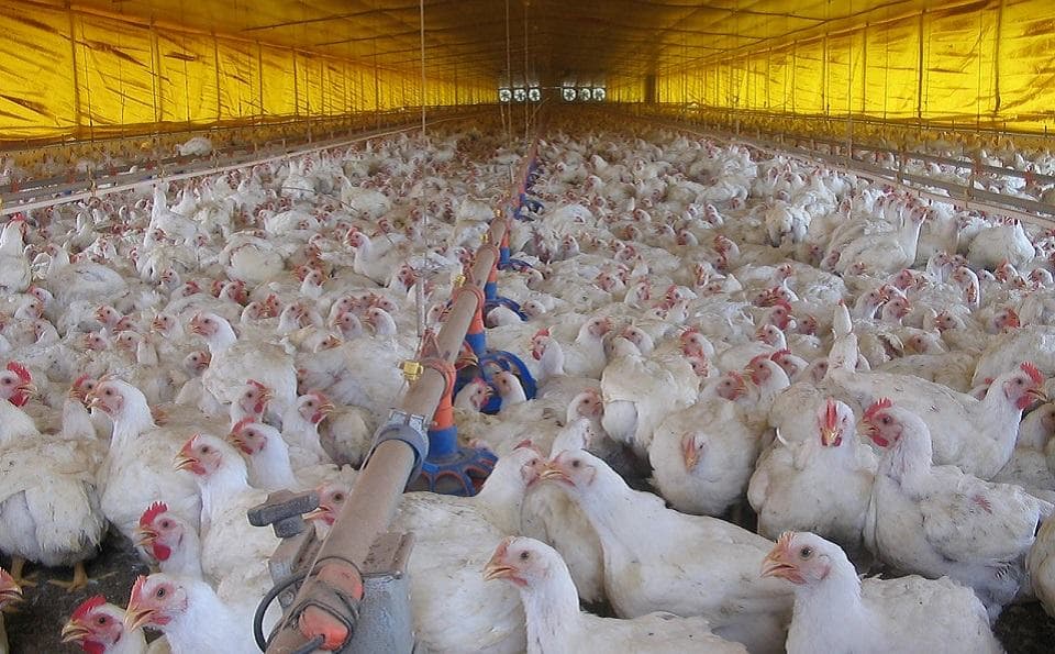 Japan lifts import restrictions on Portuguese poultry