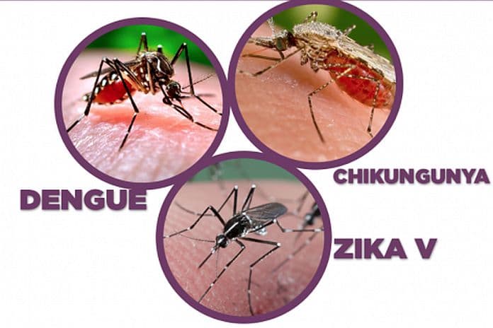 Mosquitoes potentially carrying diseases increase in Portugal in 2025