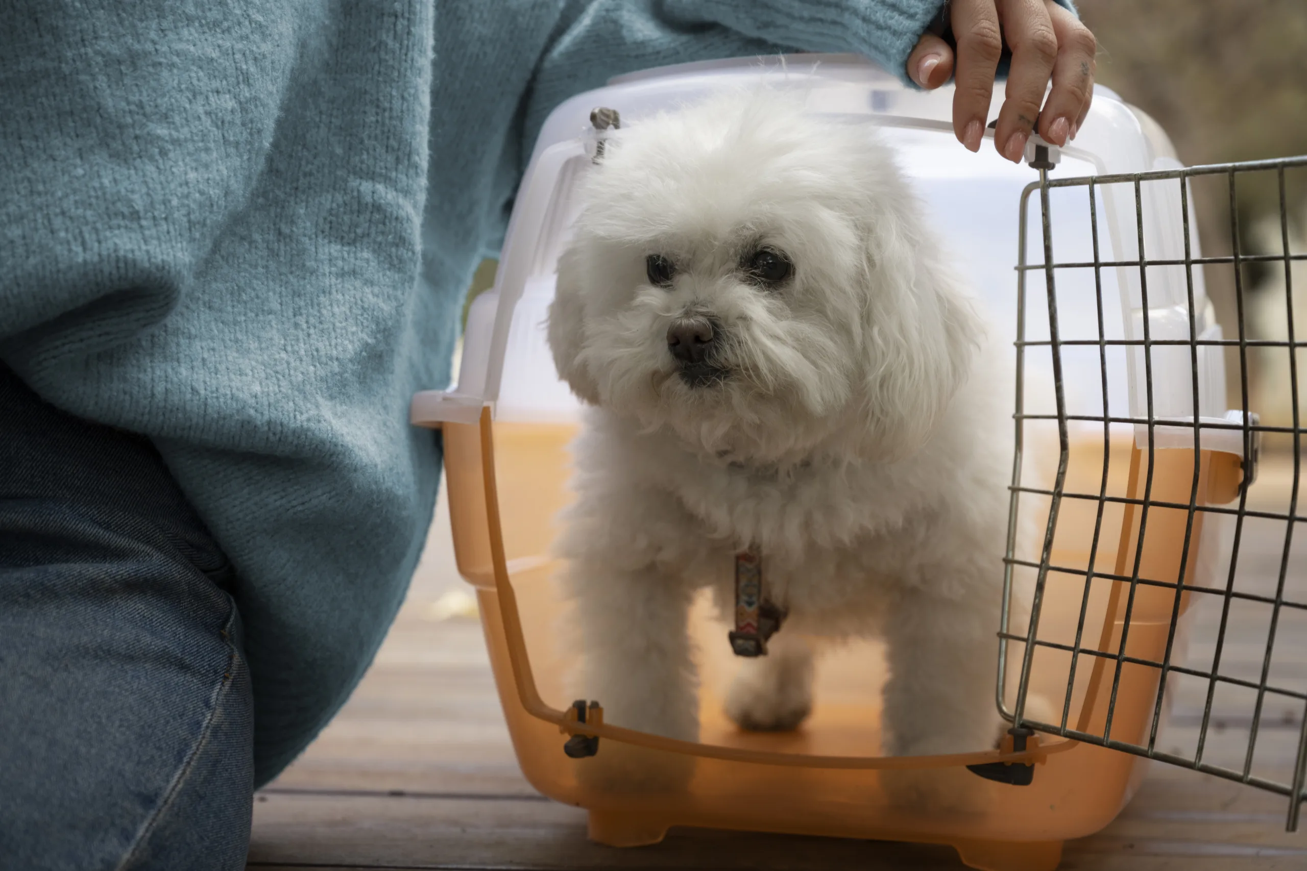 Portugal tightens rules for the entry of dogs and cats from outside the European Union; see what changes