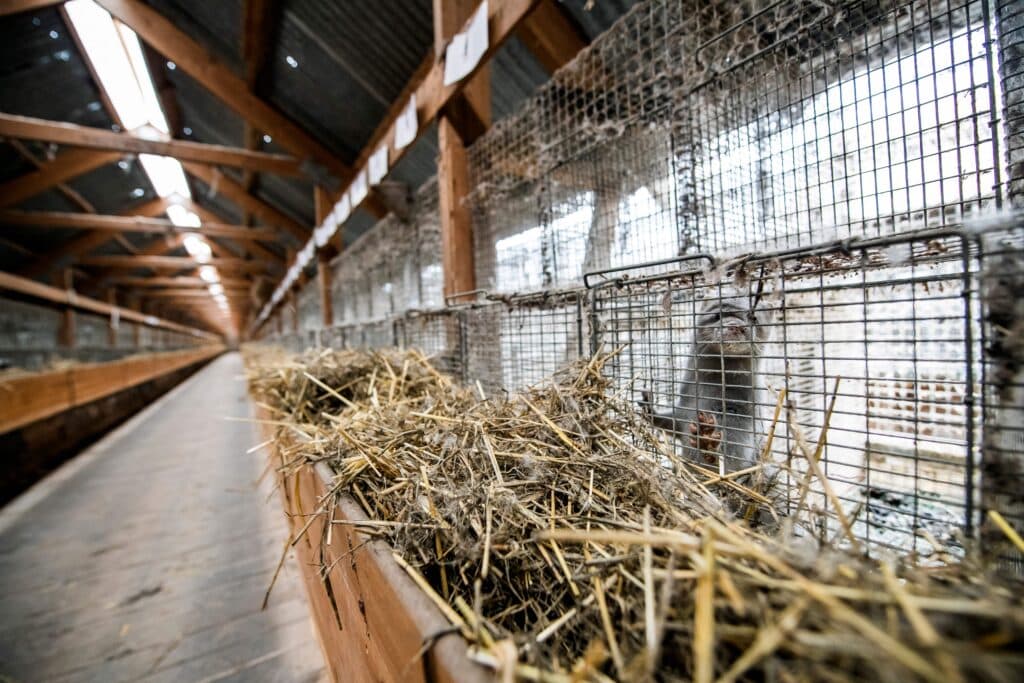 J-Lo, Rihanna and Kardashians: How fur is fighting an EU ban