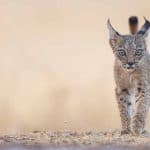 Green Map threatens critical Algarve habitats, campaigners warn