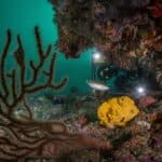 Lagoa exhibition dives into Algarve’s protected marine reef
