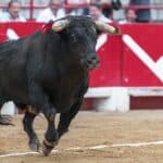 Should bullfights be Intangible Cultural Heritage? Public consultation opens