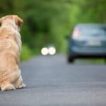 Parliament approves draft bills on animal welfare from PAN and CHEGA