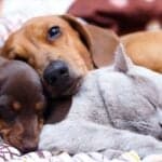 Portuguese vets renew push to slash IVA on pet healthcare