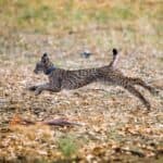 Iberian lynx breeding centre in Silves looking for volunteers