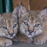 ICNF U-turn keeps Iberian lynx centre management team in place