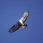 Early birds get first pick at Sagres birdwatching festival