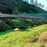 Around 100 sheep dead after flock strays on to railway line