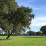 Mining project “of national interest” stymied by environment agency