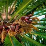 Pets in peril – poisonous plant warning!