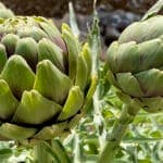 Artichokes: all about this interesting vegetable, which is actually a flower bud