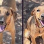 Two young dogs ready for their next chapter