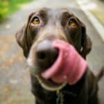 UAlg hosts Portugal’s first Animal Congress