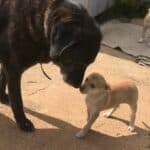 Two’s company. Three’s even better