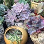 There’s always room for a garden … it just might be in a container