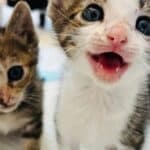 Carvoeiro Cat Charity fundraising dinner in Silves