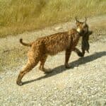 Almargem joins protests over management shake-up at Iberian lynx breeding centre