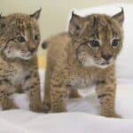 Quercus demands answers over changes at Iberian lynx breeding centre