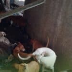 Over 50 dogs rescued in Palmela animal welfare operation