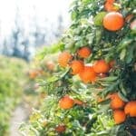 Algarve citrus producers warn “stolen oranges” sold along EN125 may not be safe to eat