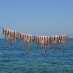 Government suspends Algarve octopus fishing ban after weather-related losses