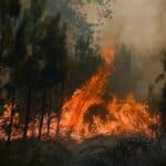 Man arrested twice in 15 days over suspected forest fires