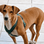 Rolling up sleeves for animals across the Algarve