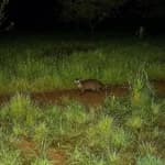 Otter returns to Sintra hills after decades-long absence