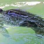 Zoomarine turtle recovery aids marine science