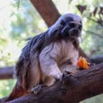 Rescued primates find new home together at Krazy World