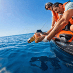 Zoomarine returns rehabilitated sea turtles to ocean