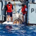 120kg turtle, Molly, returns to sea after 20 years in human care