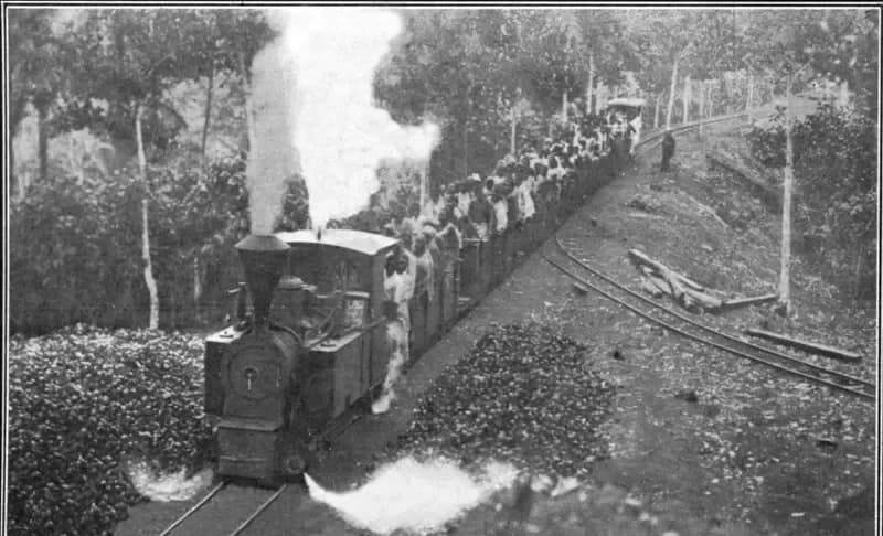 Black and white photograph of a small steam locomotive pulling open wagons packed with standing workers along a narrow-gauge track through a plantation, with heaps of pods or husks beside the line.