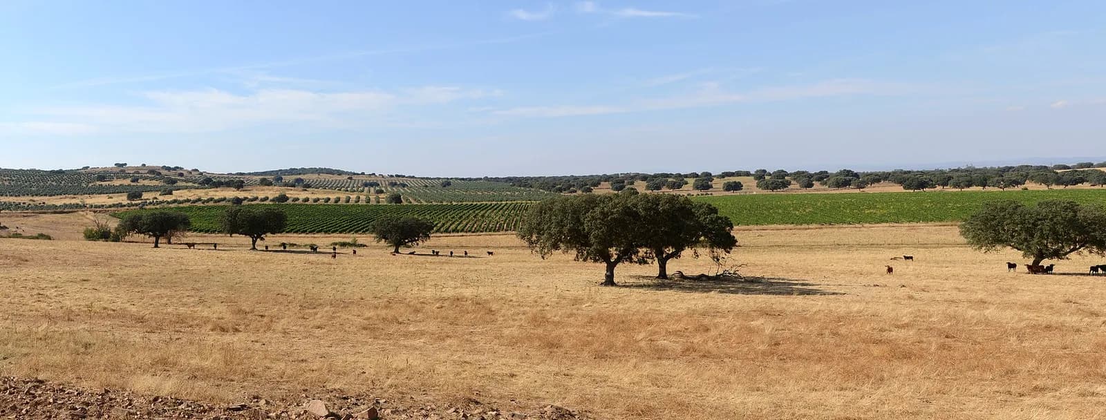 A wide, flat field of pale wheat stubble under a clear sky, dotted with dark cork oaks, with cattle resting in their shade. A green band of vines and grey-green olive trees runs across the middle distance.