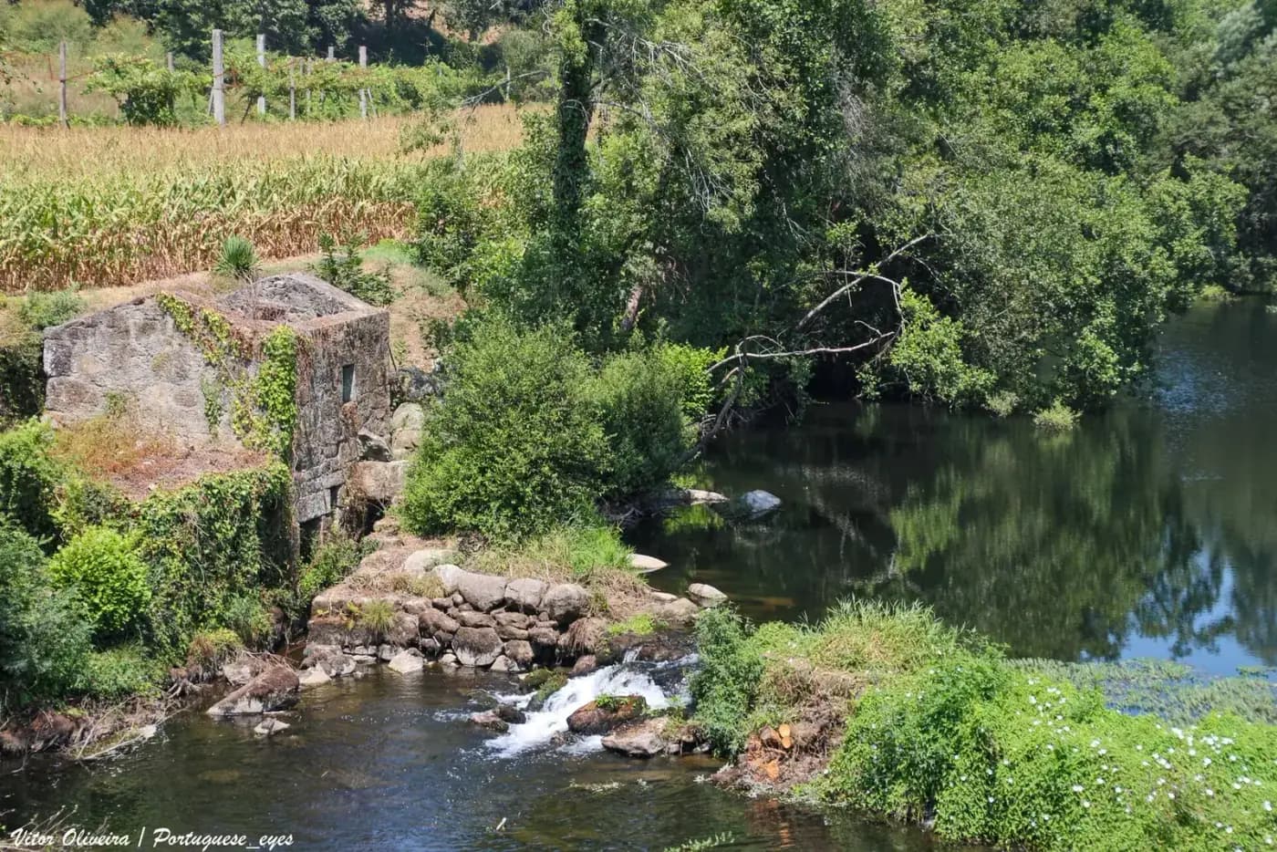 A small river runs over rocks past a ruined stone mill overgrown with ivy, with dense green trees on the far bank and a field of maize behind.