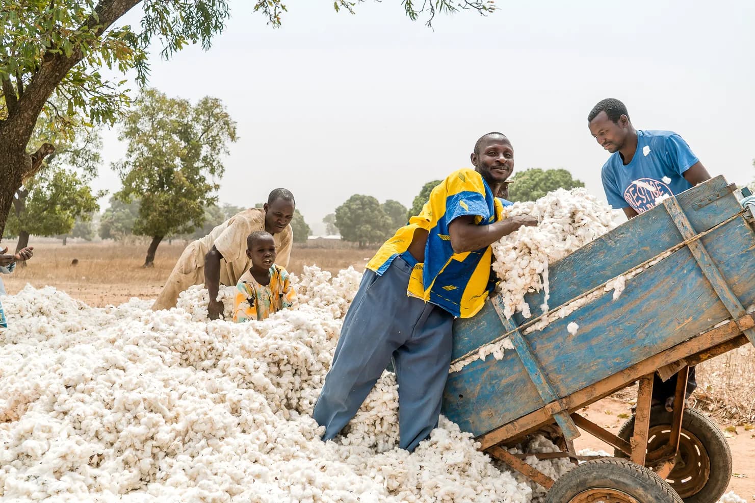 In Mali, three men and a boy stand waist-deep in a large heap of white raw cotton under trees on dry savanna. One man, in a yellow and blue shirt, pushes armfuls of cotton into a blue wooden cart with car wheels while another steadies it.