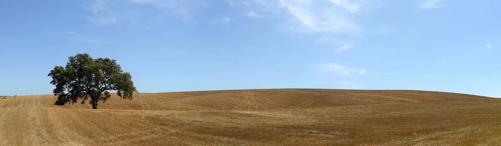 A wide, gently rolling field of pale gold wheat stubble under a clear blue sky, with a single dark-green cork oak standing on the left.