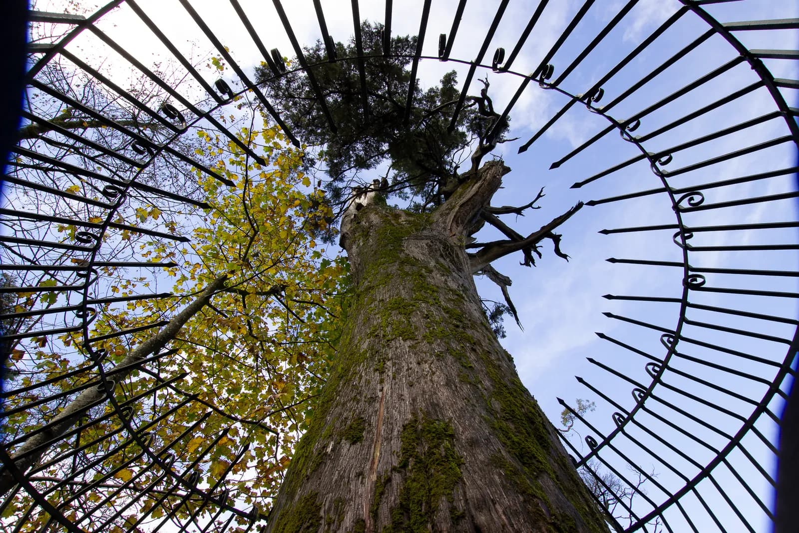 Looking straight up the moss-covered trunk of a huge old conifer with a broken top and a few green branches, framed by a circular wrought-iron railing, against a pale blue sky.