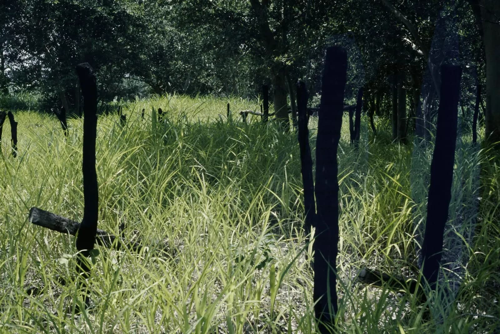 Colour photograph of charred black wooden posts standing in tall green grass under trees, the remains of huts that have burned down.