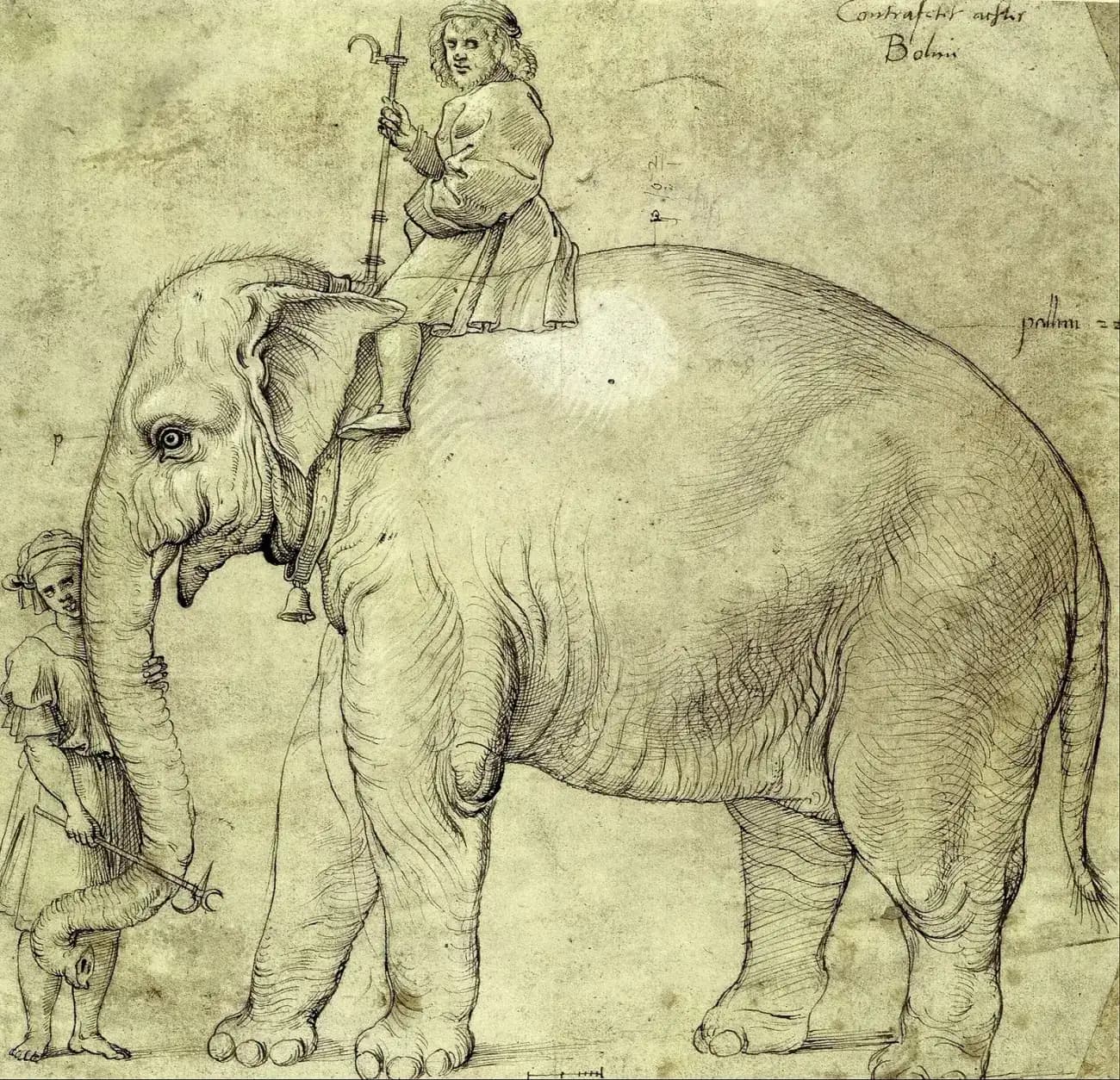 A pen-and-ink drawing of a young elephant seen from the side. A bearded man in a cap sits on its neck holding a long goad with a hook, and a smaller figure in a turban stands by its head holding the trunk. Short notes and measuring marks are written in the margins.