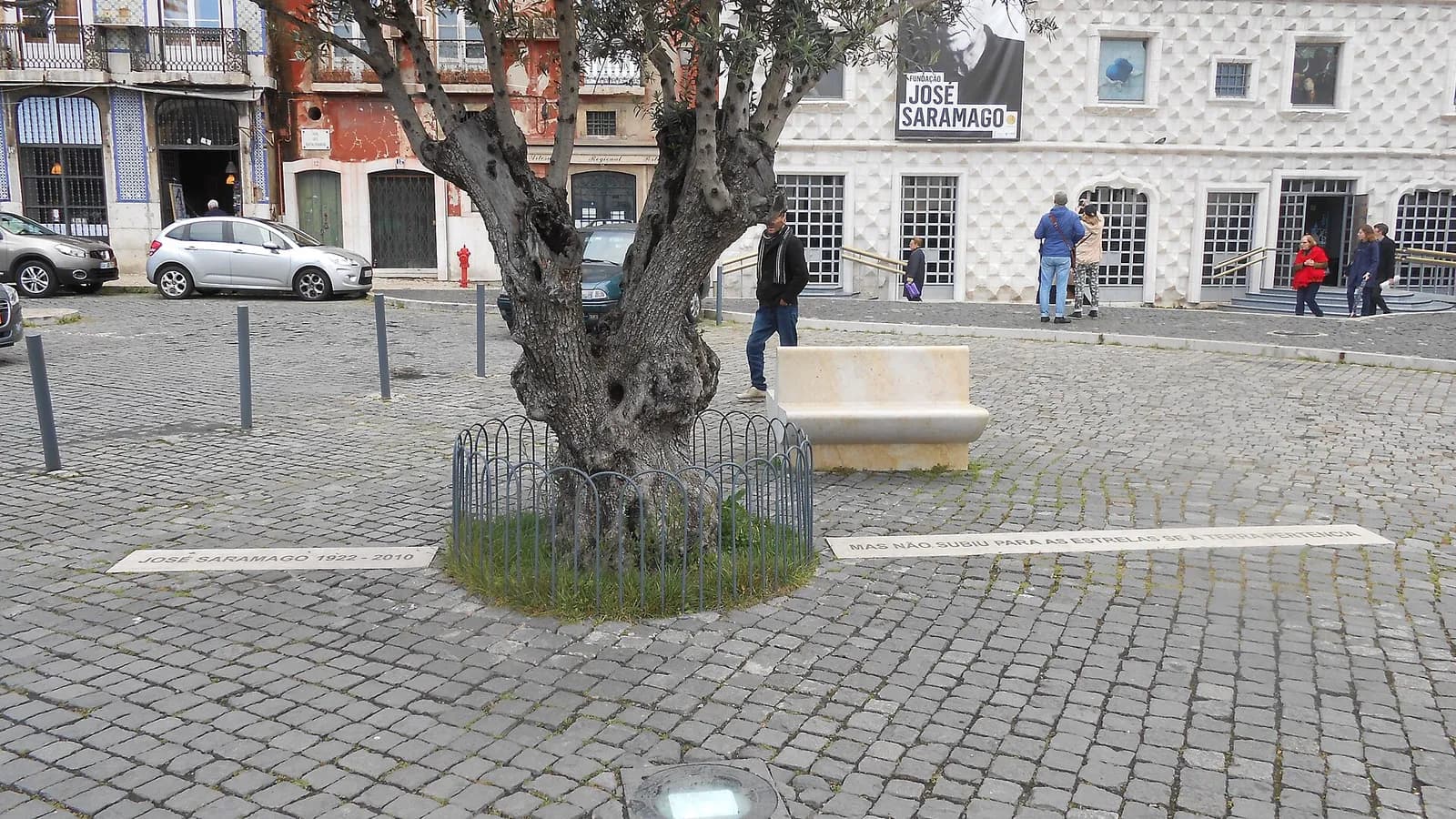 An old olive tree with a gnarled trunk inside a low iron railing on a cobbled square, with two stone strips set into the paving in front of it. Behind, a white building faced with pointed stones carries a banner reading Fundação José Saramago.